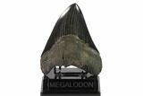 Serrated, Fossil Megalodon Tooth - Nice Tip #135913-1
